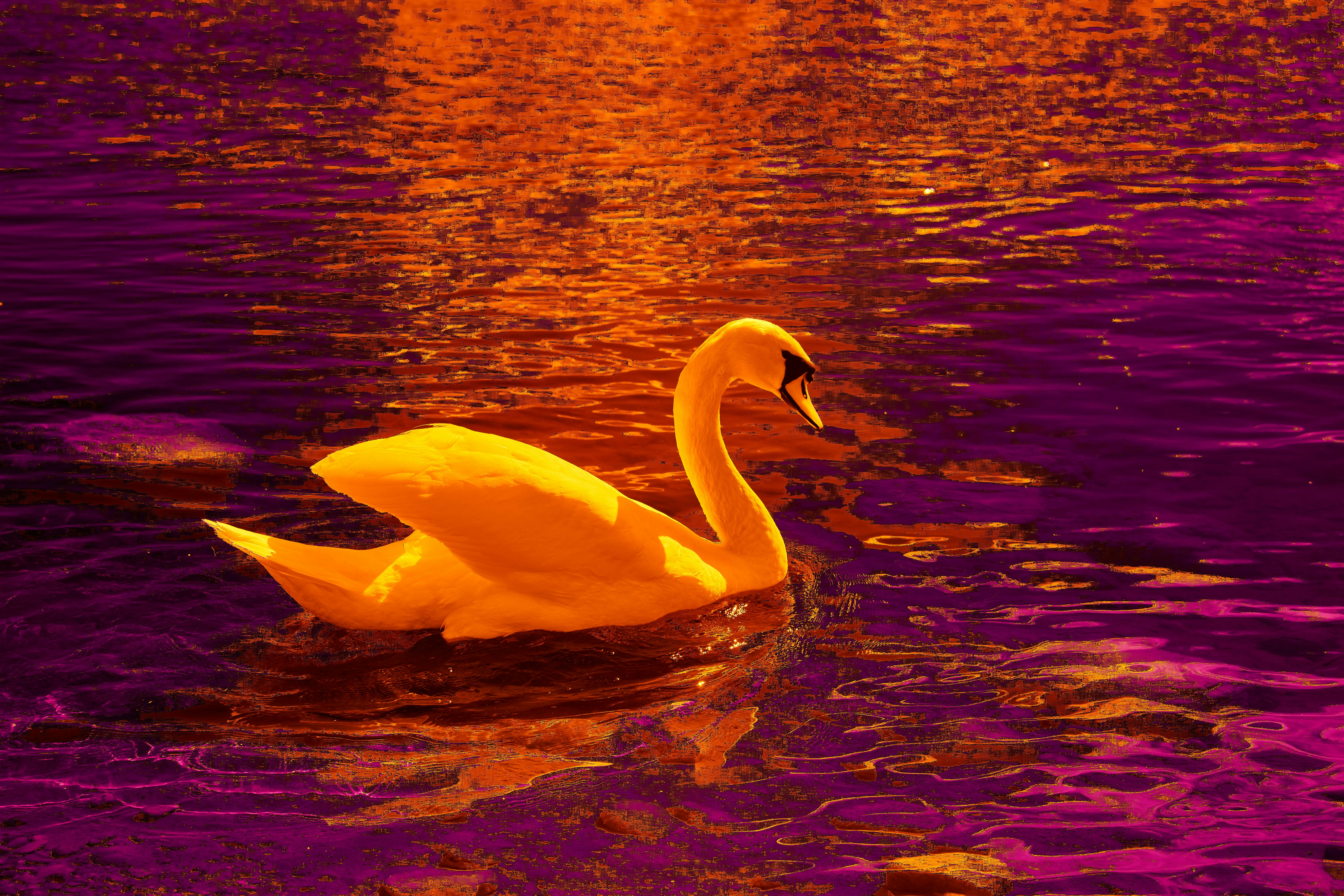 Photo by wolfgang_hasselmann