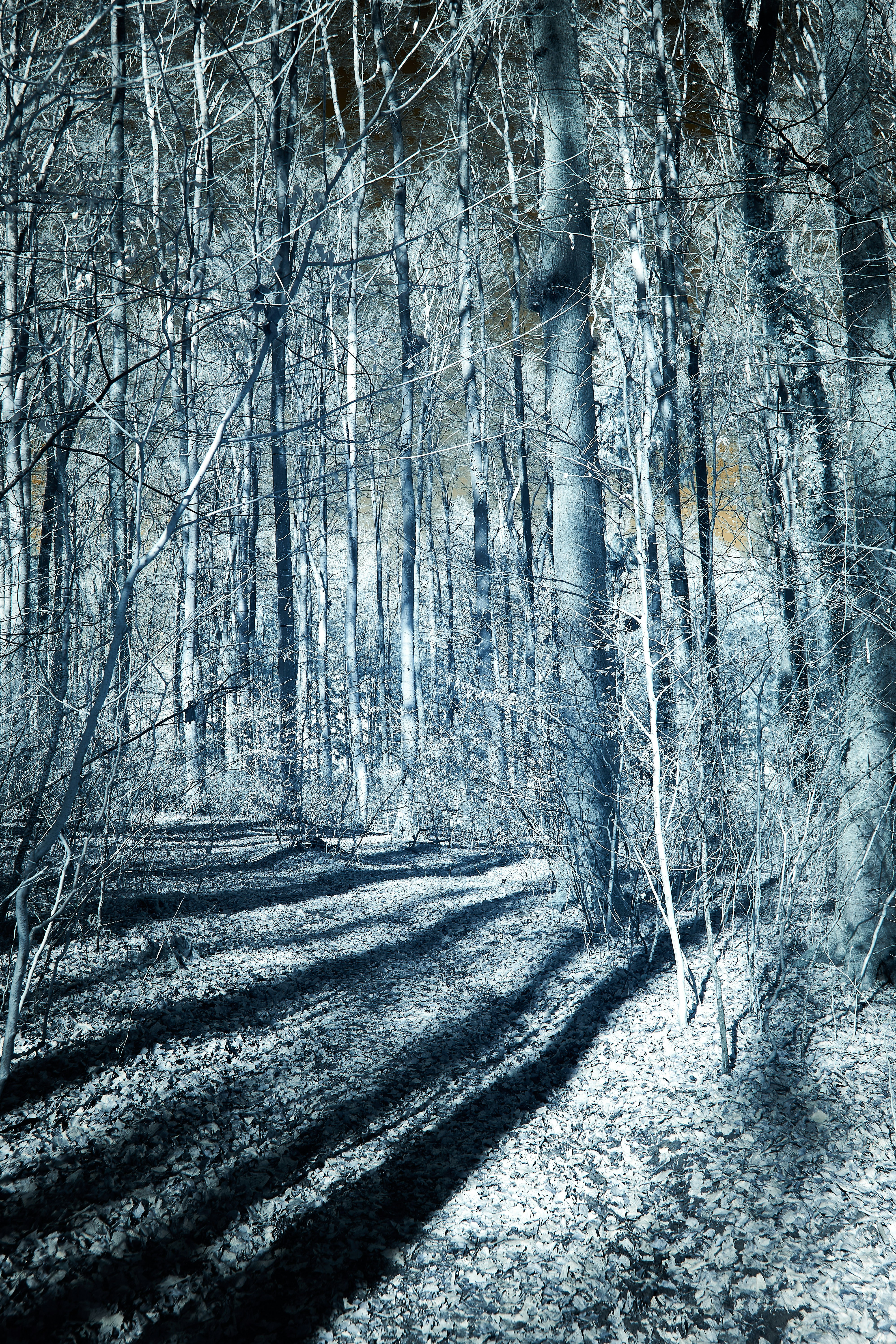 Photo by wolfgang_hasselmann