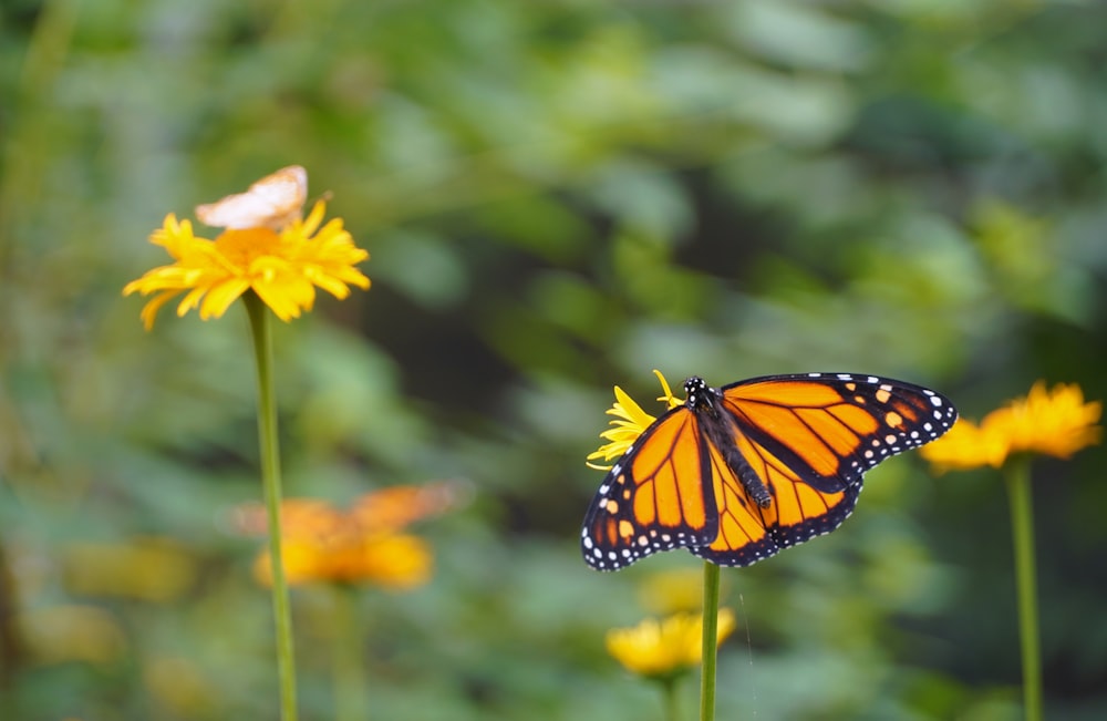 a butterfly on a flower