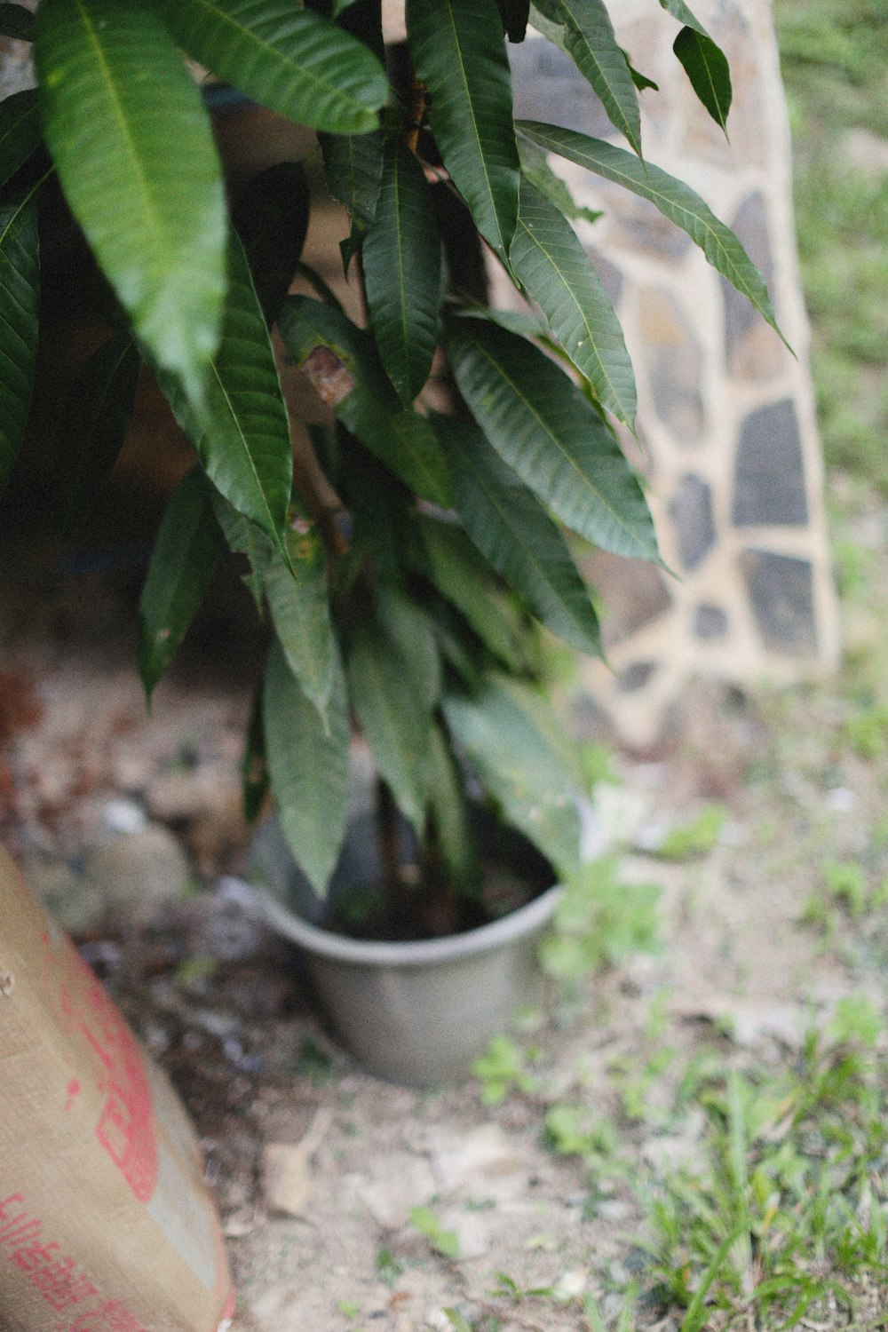 a potted plant in a garden