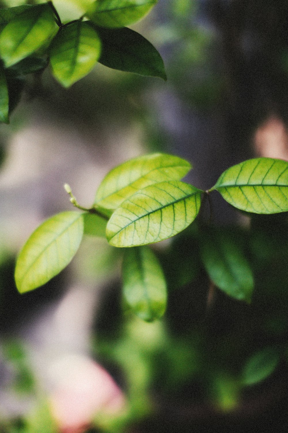 a close up of a plant