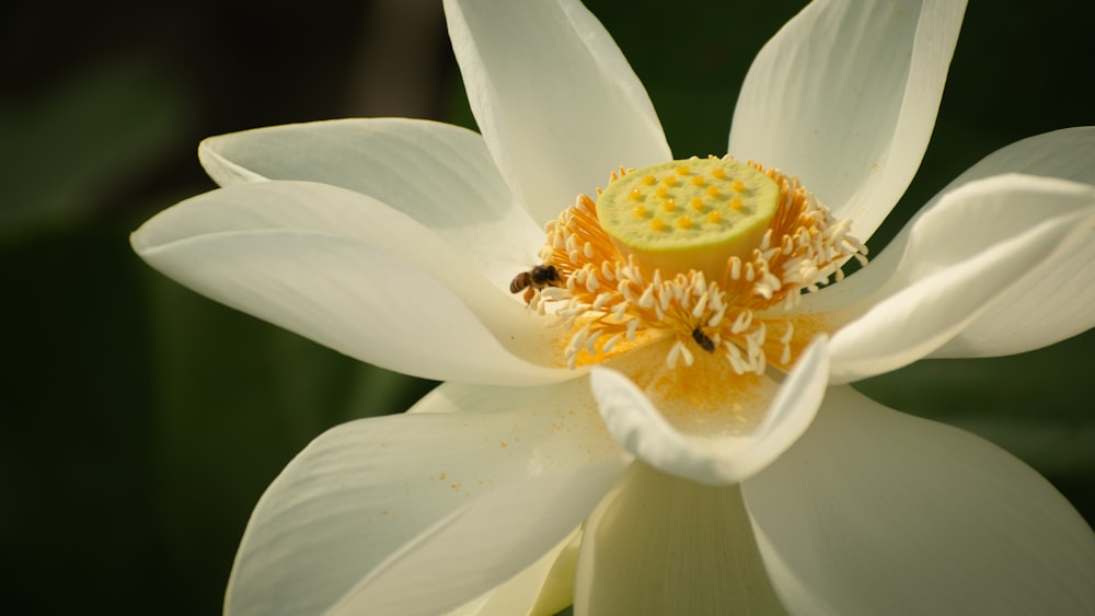 a bee on a white flower