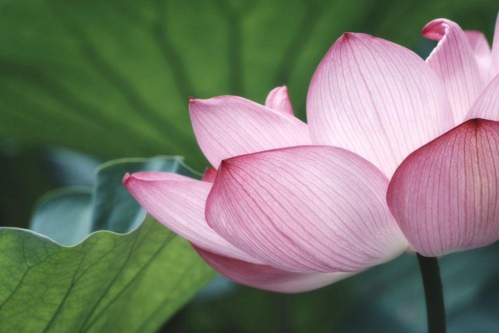 eine rosa Blume mit grünen Blättern