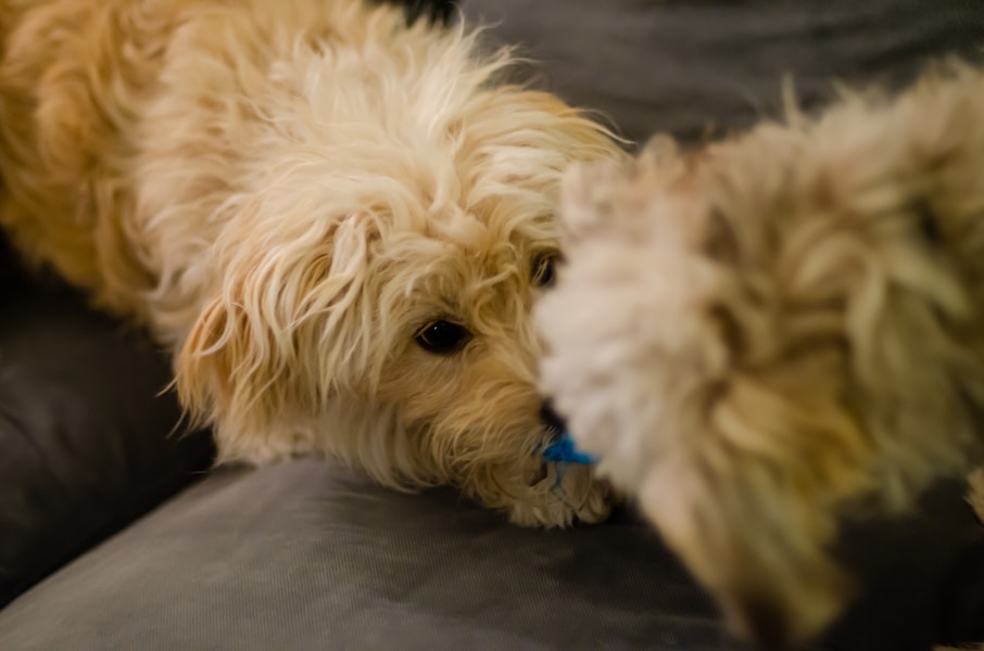 Puppy Insurance: Why the First Year Is the Most Important to Cover