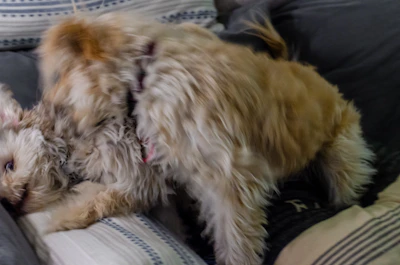 Two teacup Chihuahua siblings playing gently on a soft cream-colored rug.