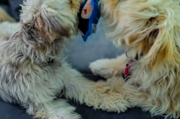 Two fluffy dogs engage in a playful interaction, with one dog holding a blue toy in its mouth. Their fur is shaggy and unkempt, indicating a casual and relaxed environment. Both dogs appear to be enjoying the playtime, exhibiting a close bond.