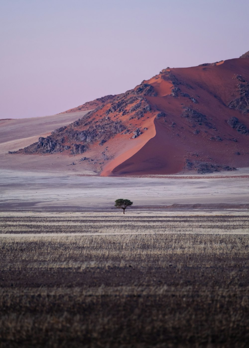 uma árvore em um campo