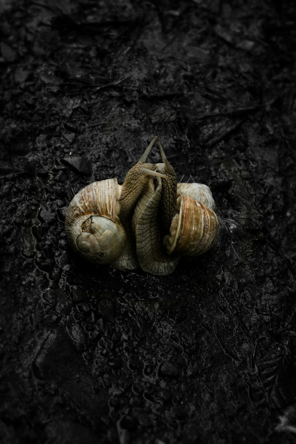 a group of mushrooms growing in the dirt