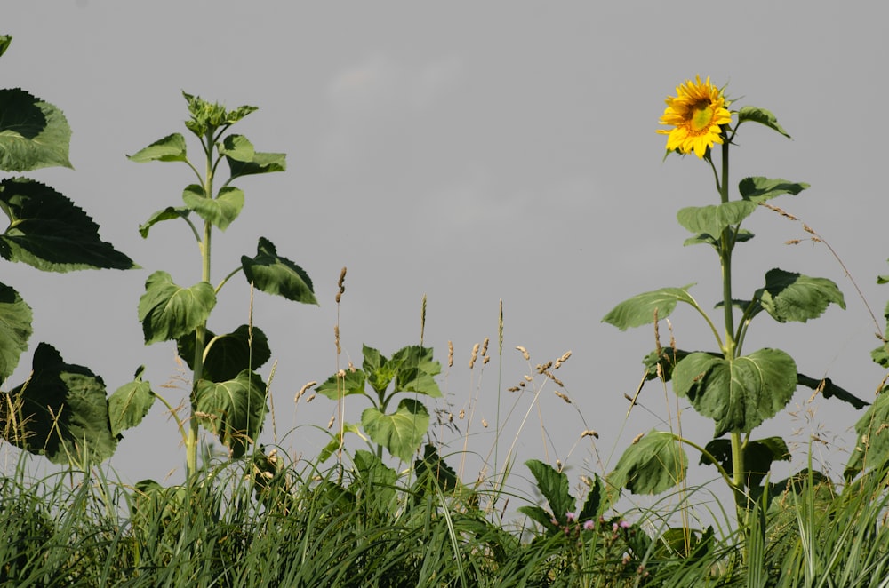 a sunflower growing in a field