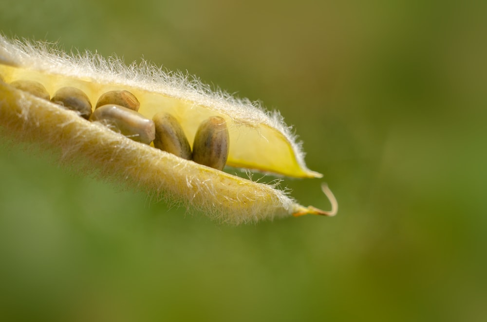 a close up of a caterpillar