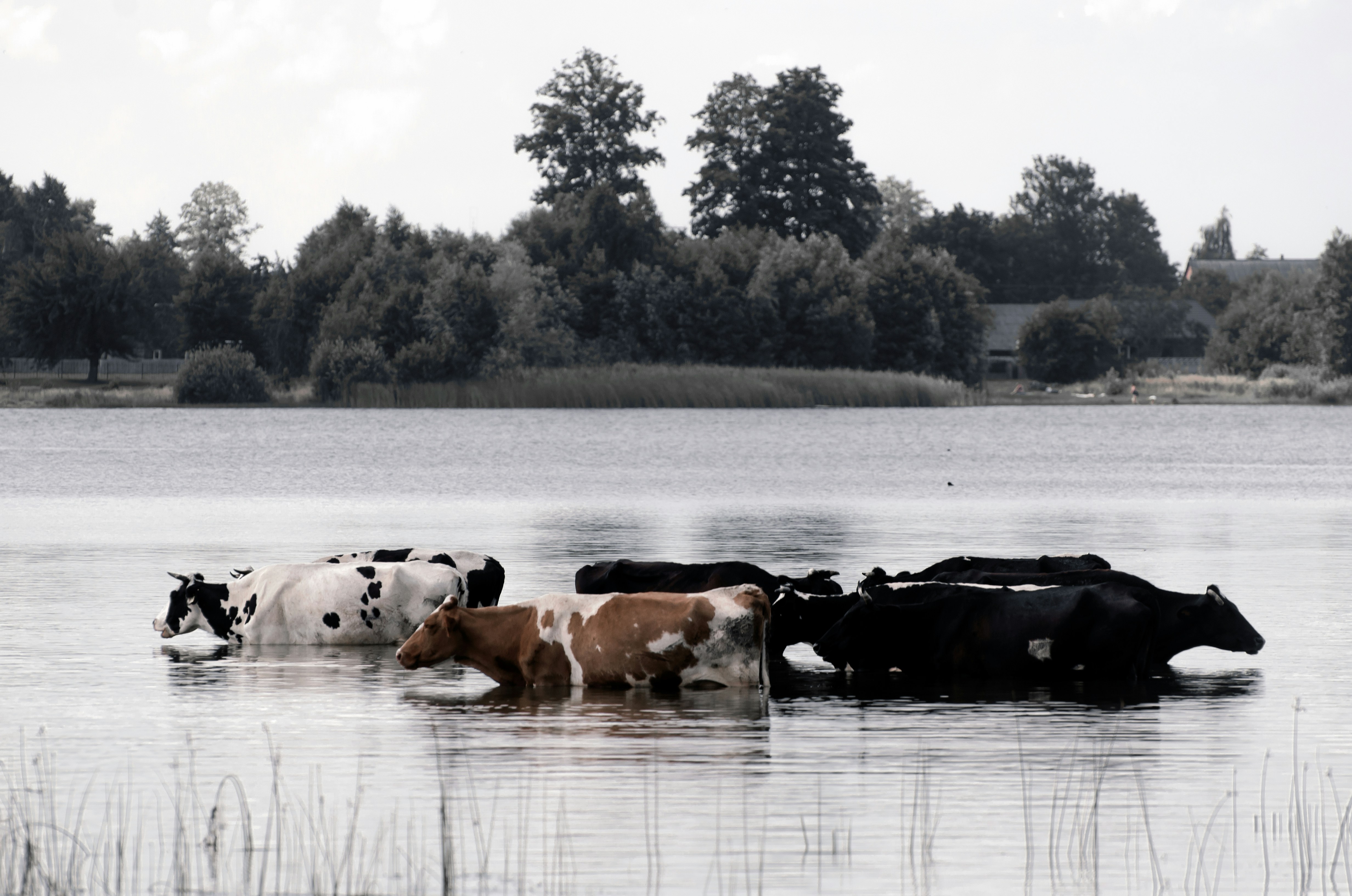 cows are standing in the water