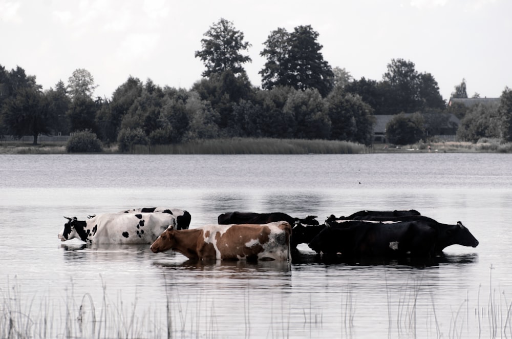 cows are standing in the water