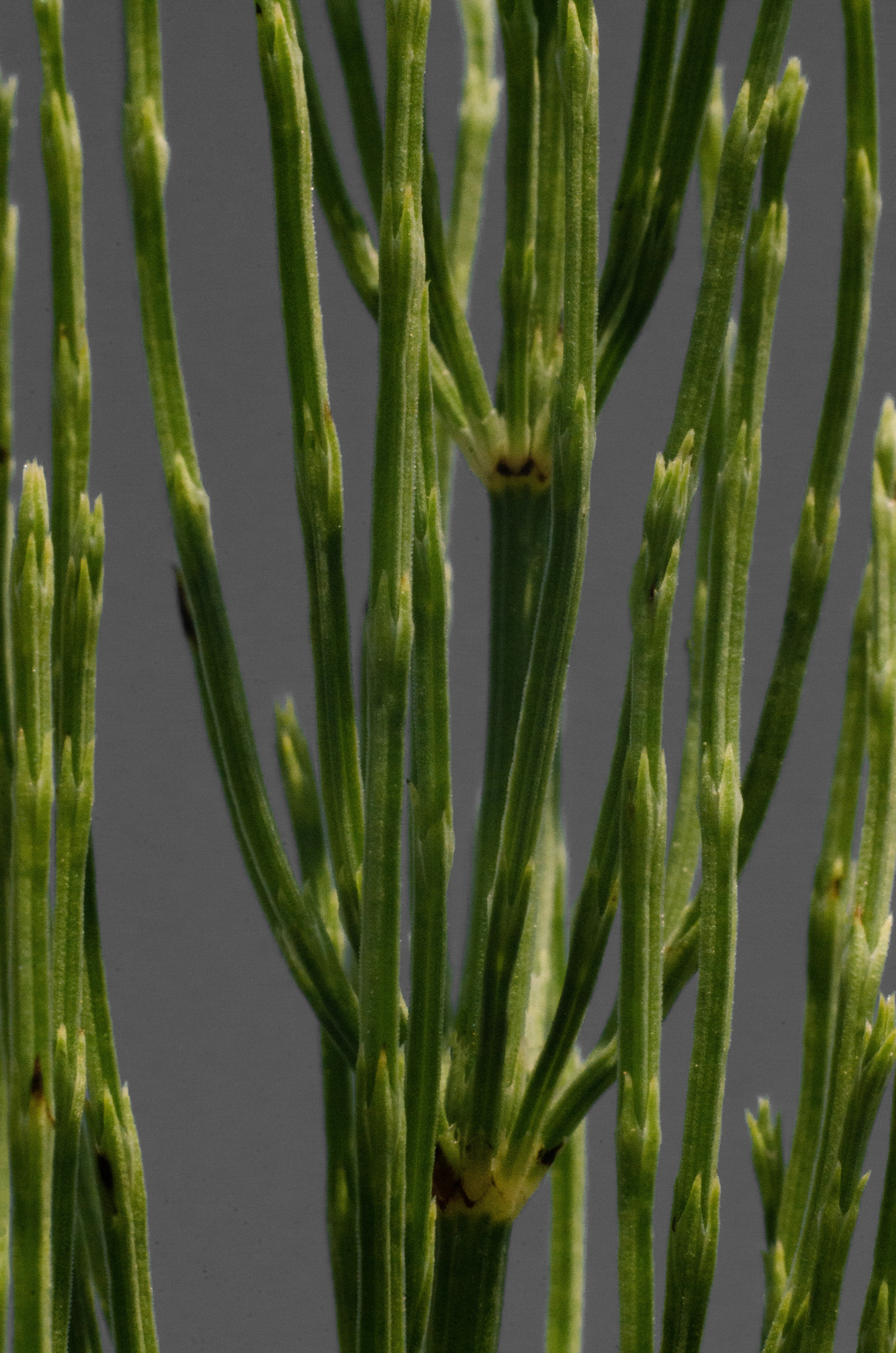 a close-up of a plant