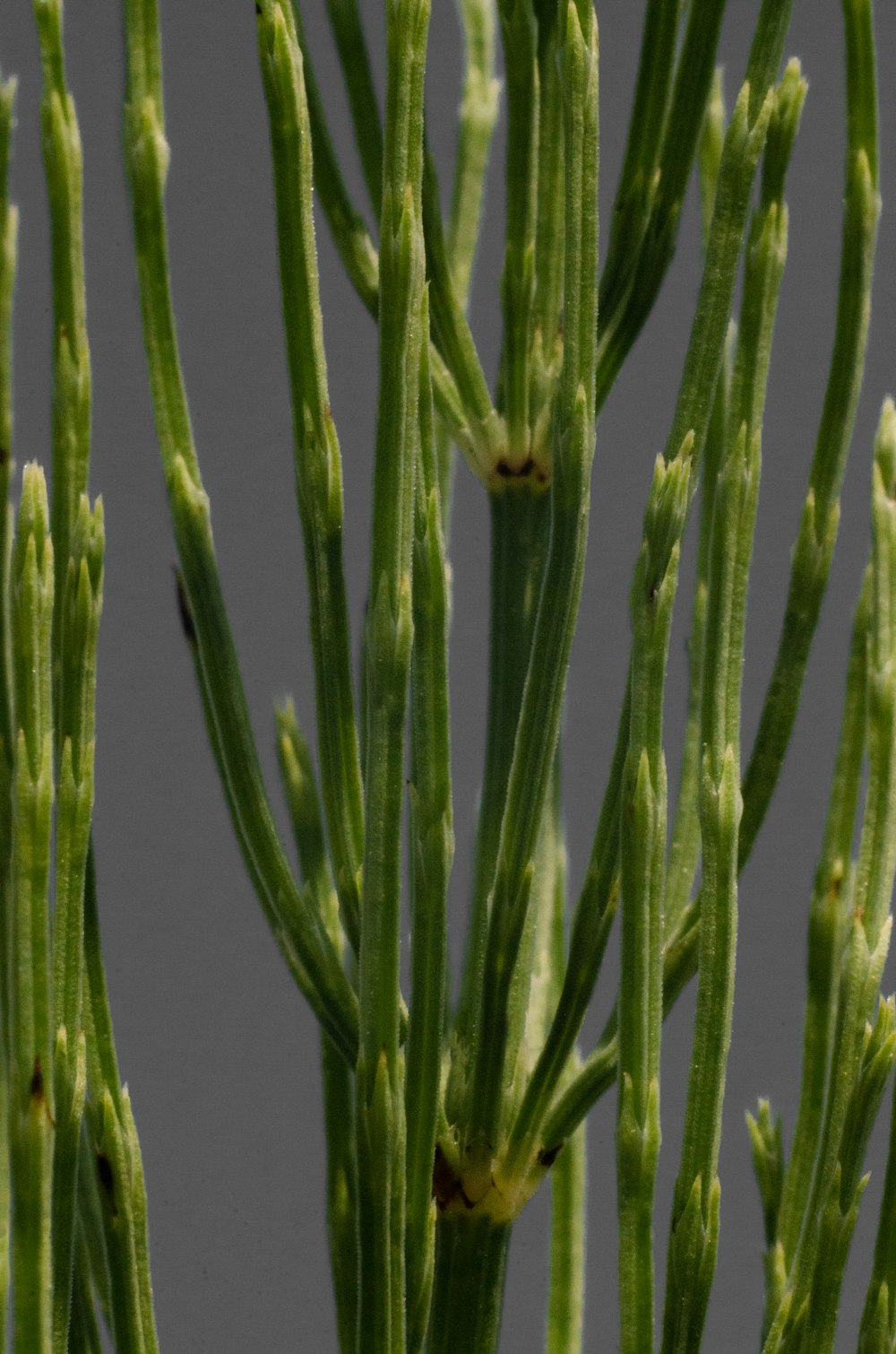 a close-up of a plant