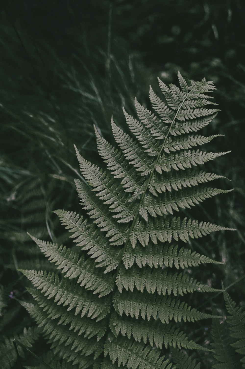 a close-up of a pine tree