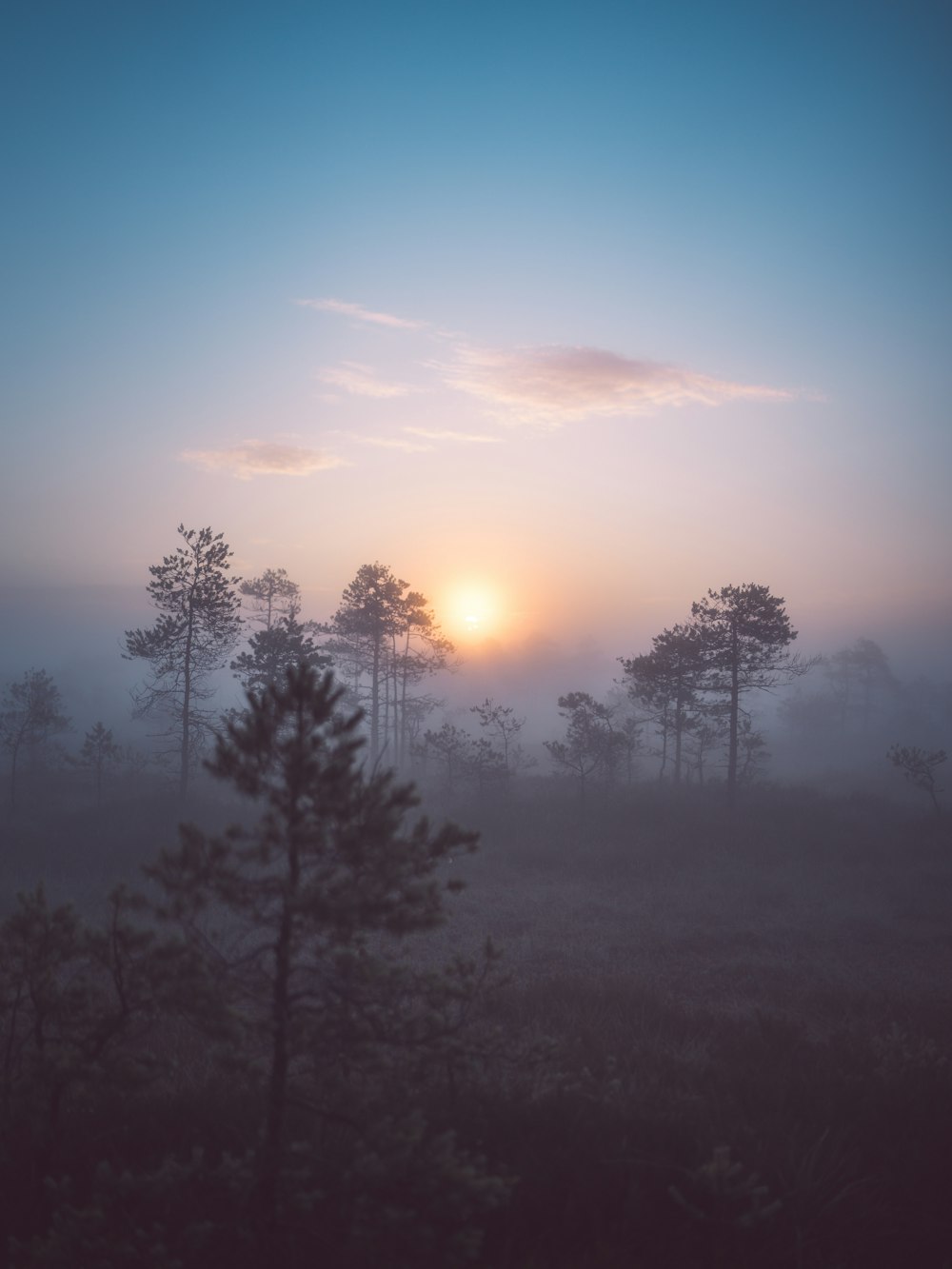 a foggy forest with the sun setting