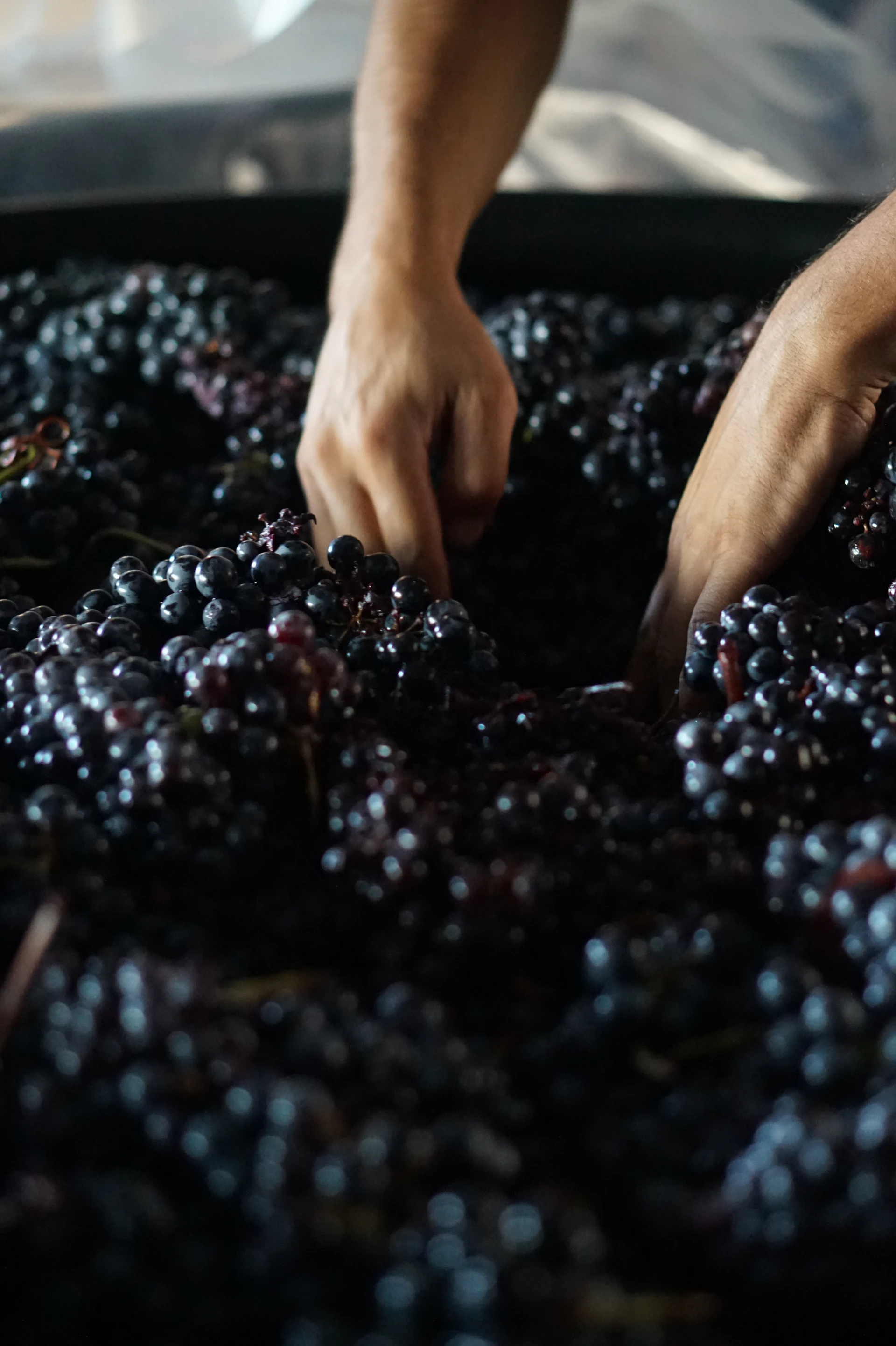 Raccolta manuale dei frutti