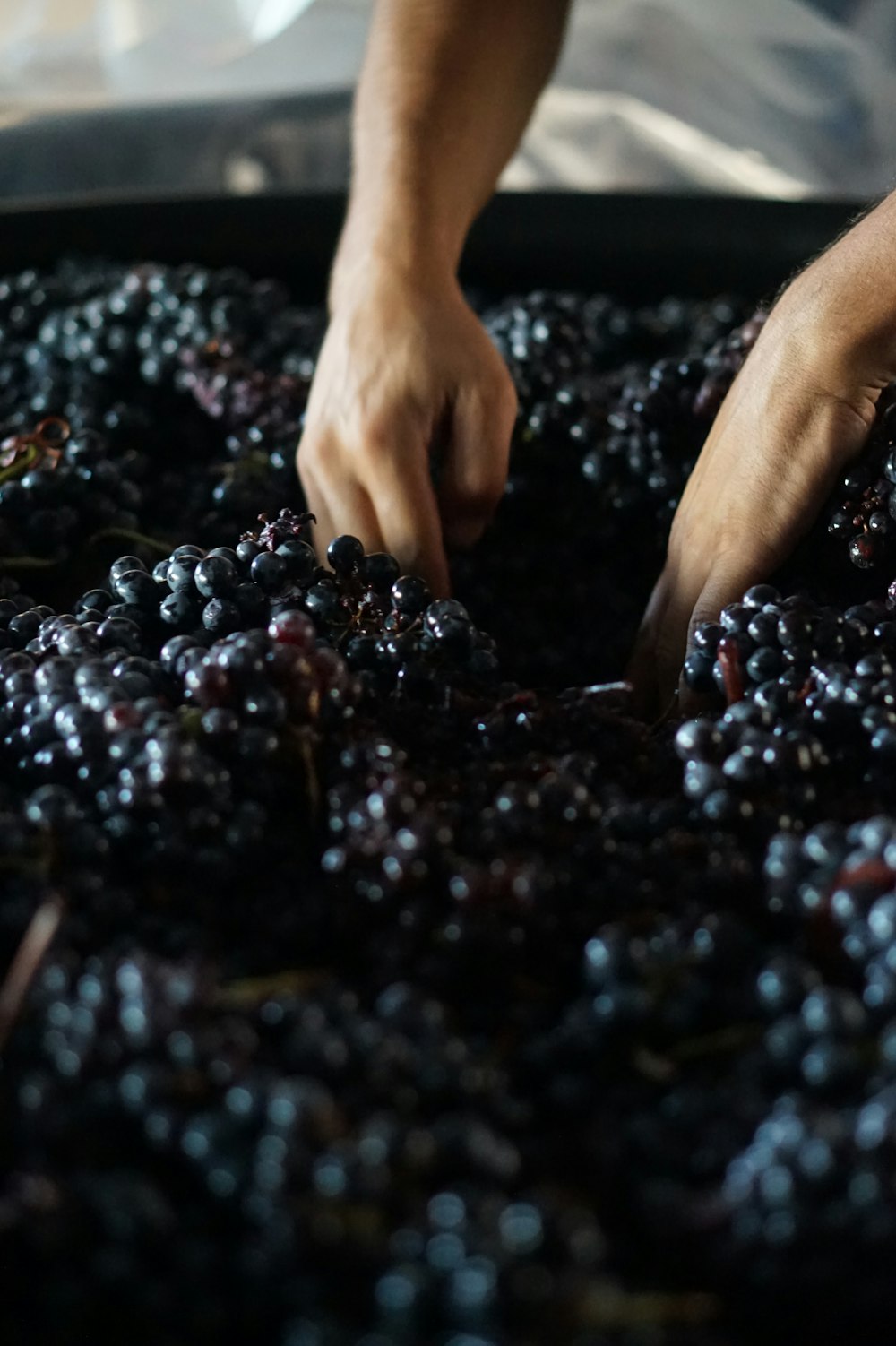 a hand picking up blackberries