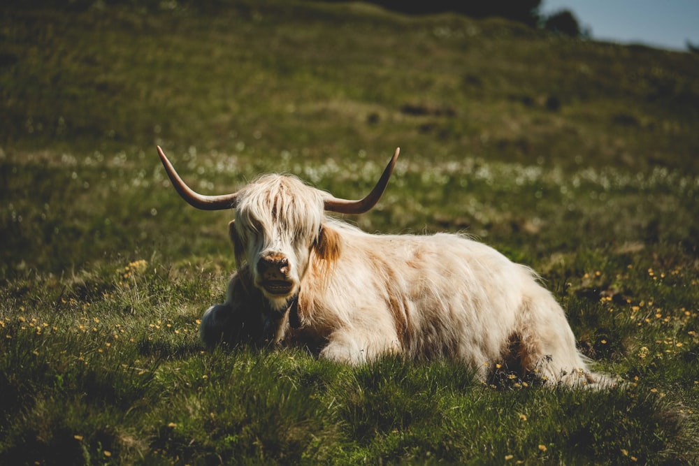 a cow lays in the grass