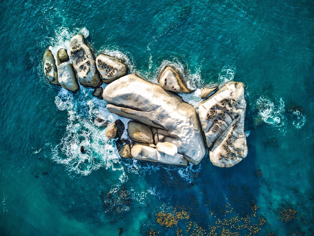 a group of turtles on a blue surface