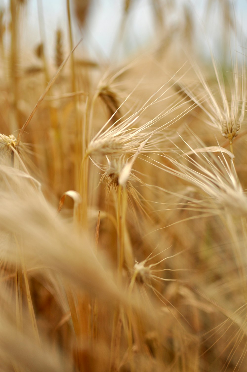 close up of wheat