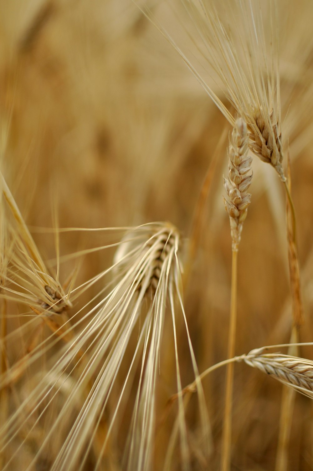 close up of wheat