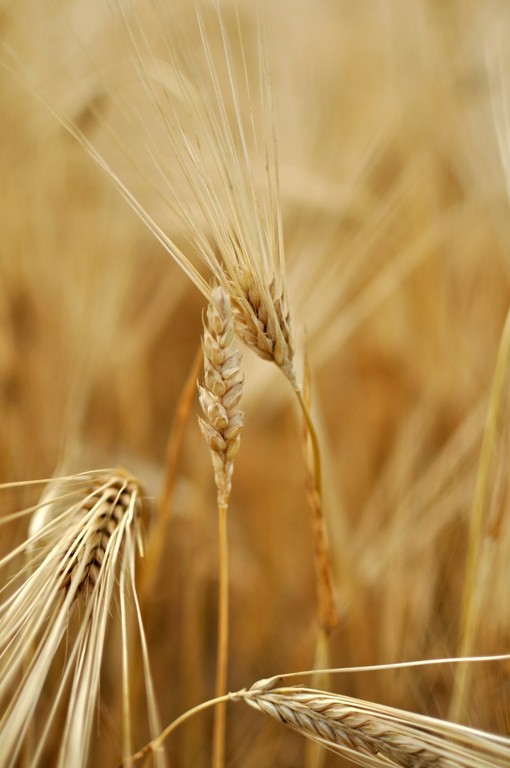 close up of a wheat