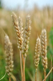 wheat