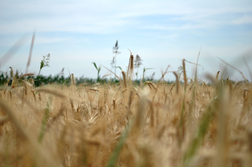 a field of wheat