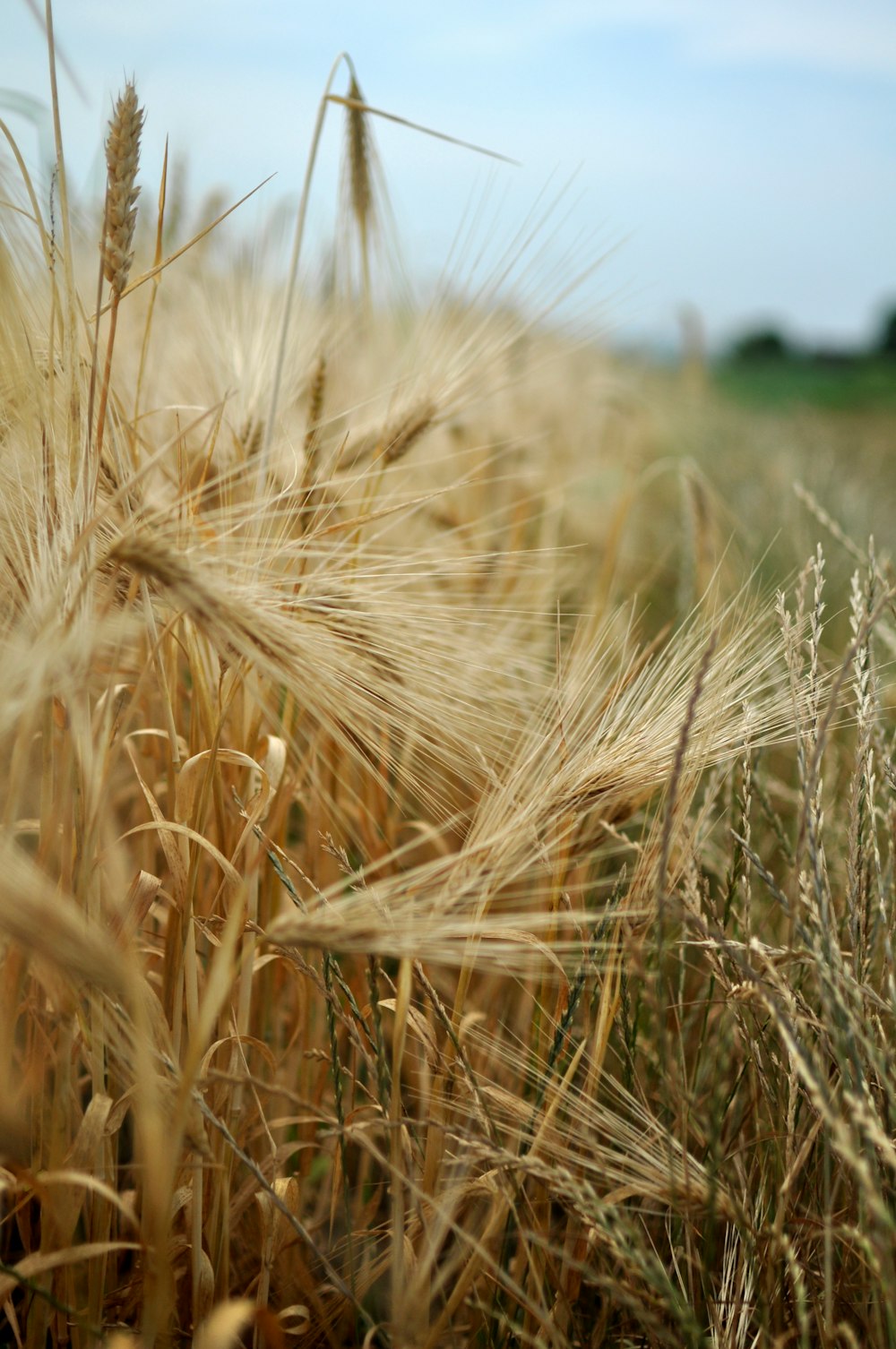 a field of wheat