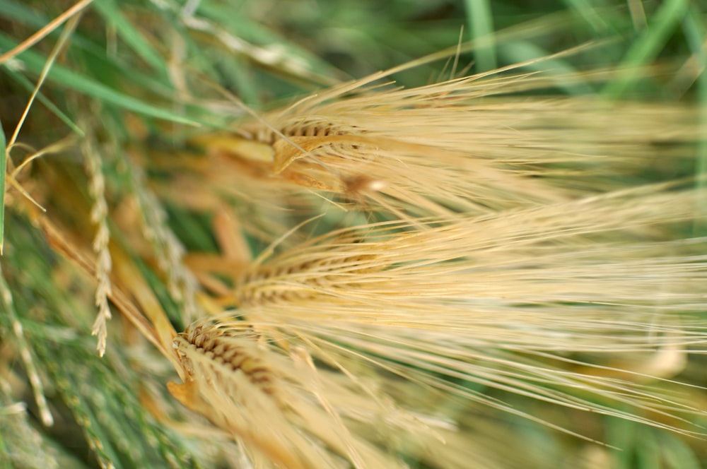 close up of grass