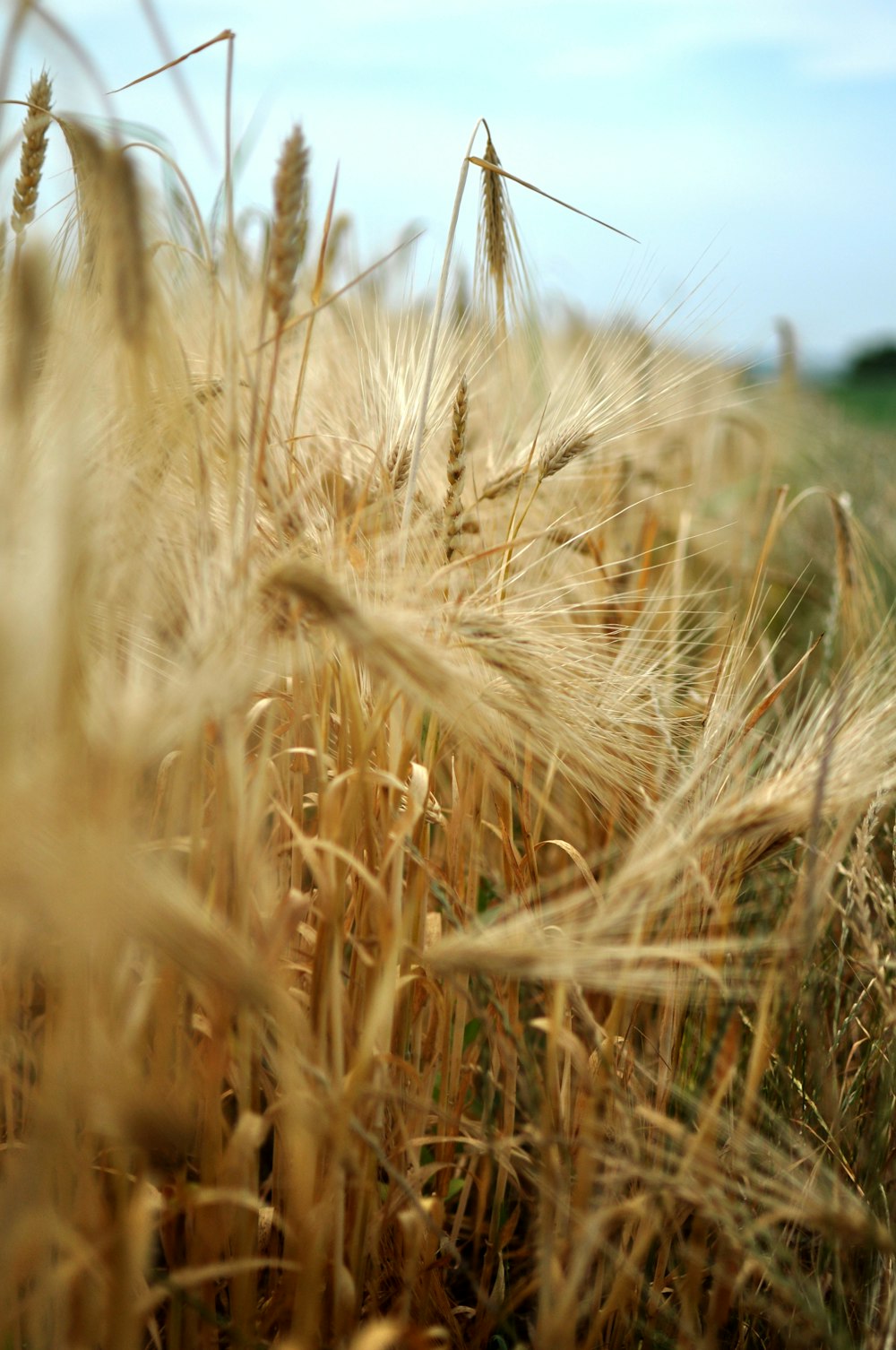 a field of wheat