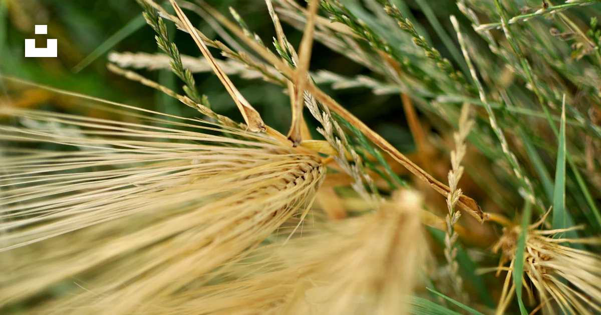 Close up of a plant photo – Free Summer Image on Unsplash