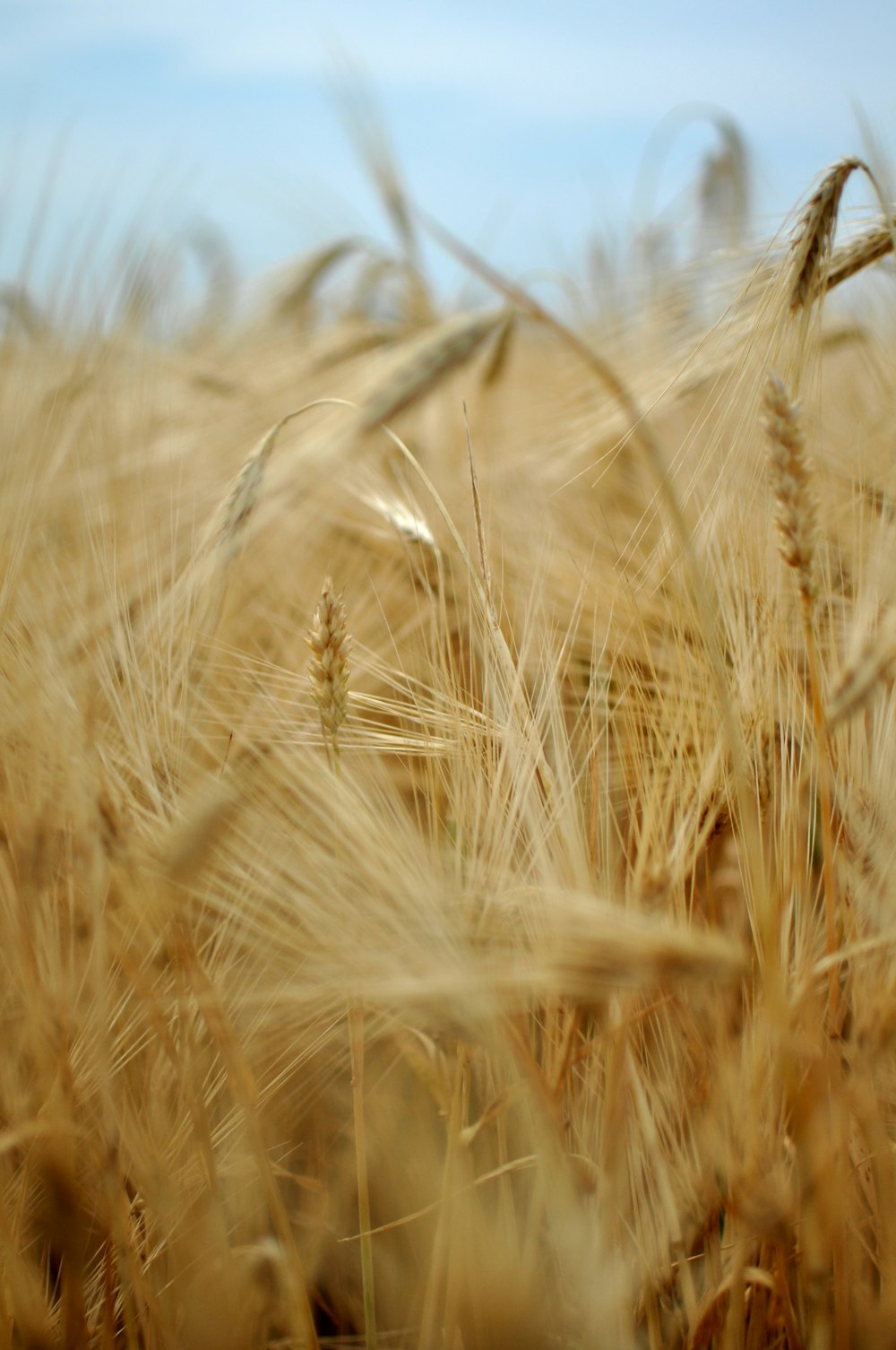 a field of wheat