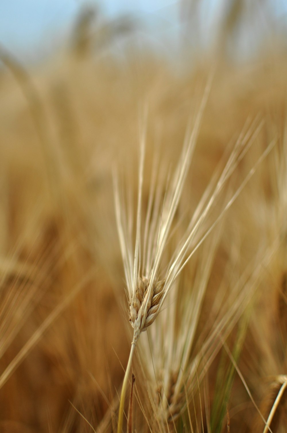 close up of a wheat field