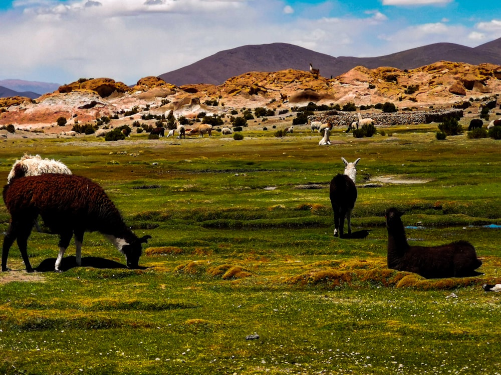 a group of sheep grazing in a field