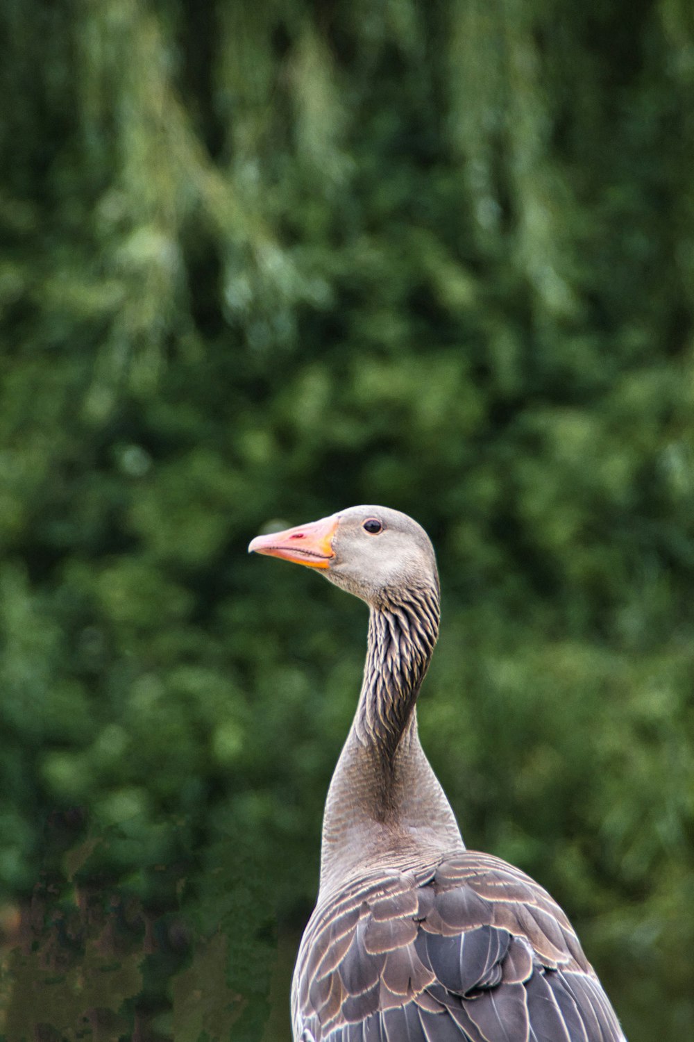 a duck in front of trees