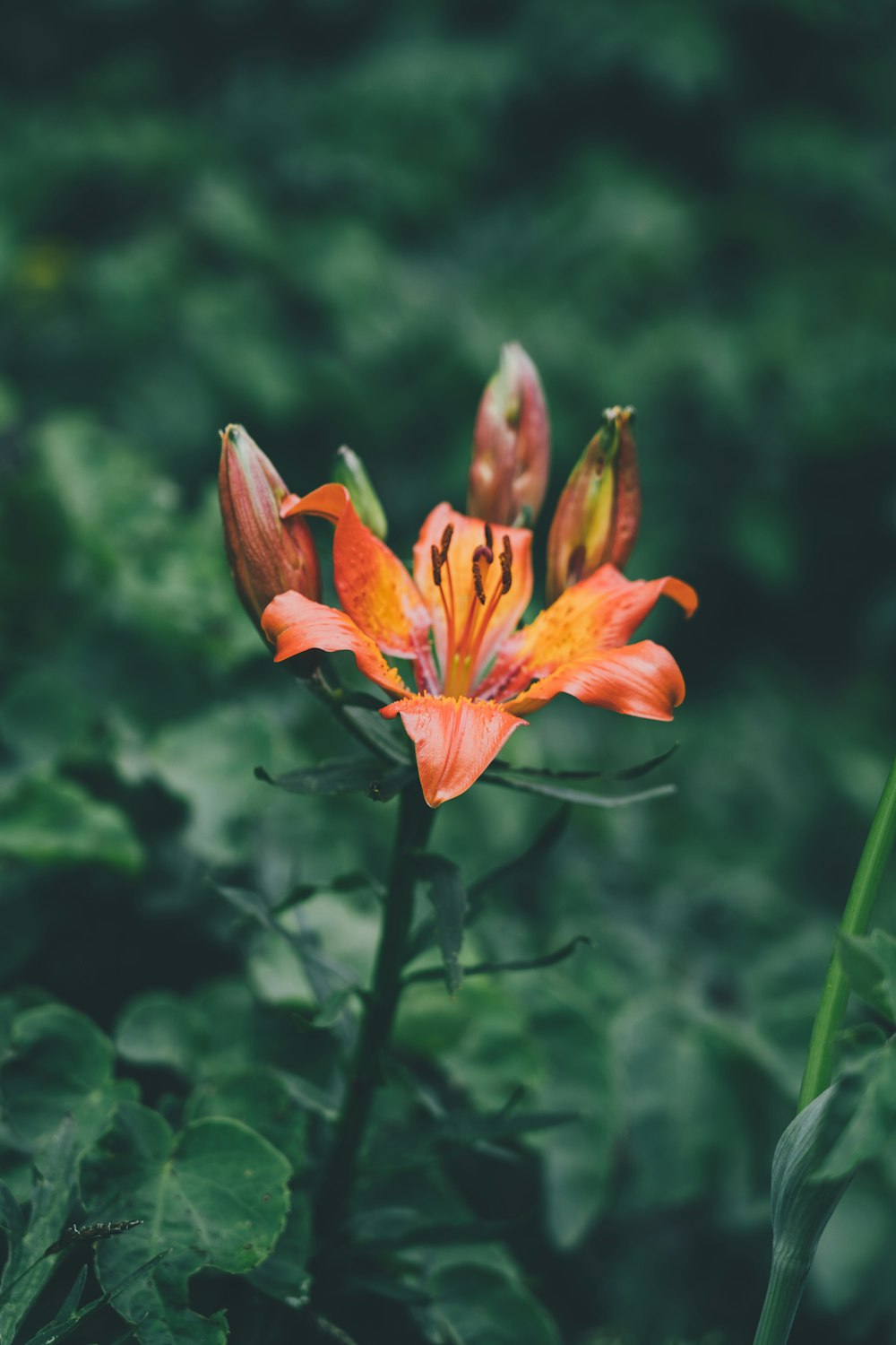 a flower with leaves