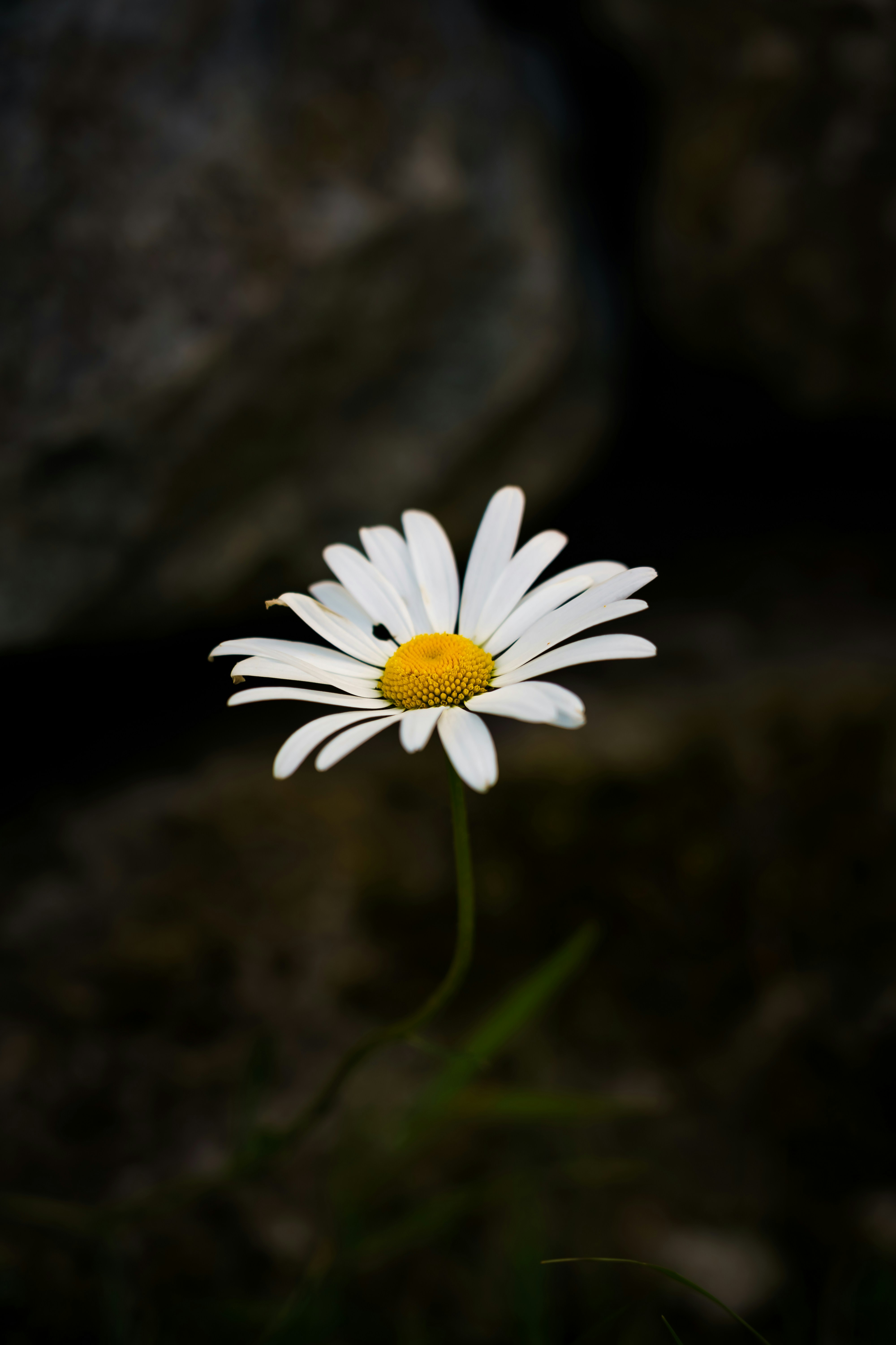 a white flower with yellow center