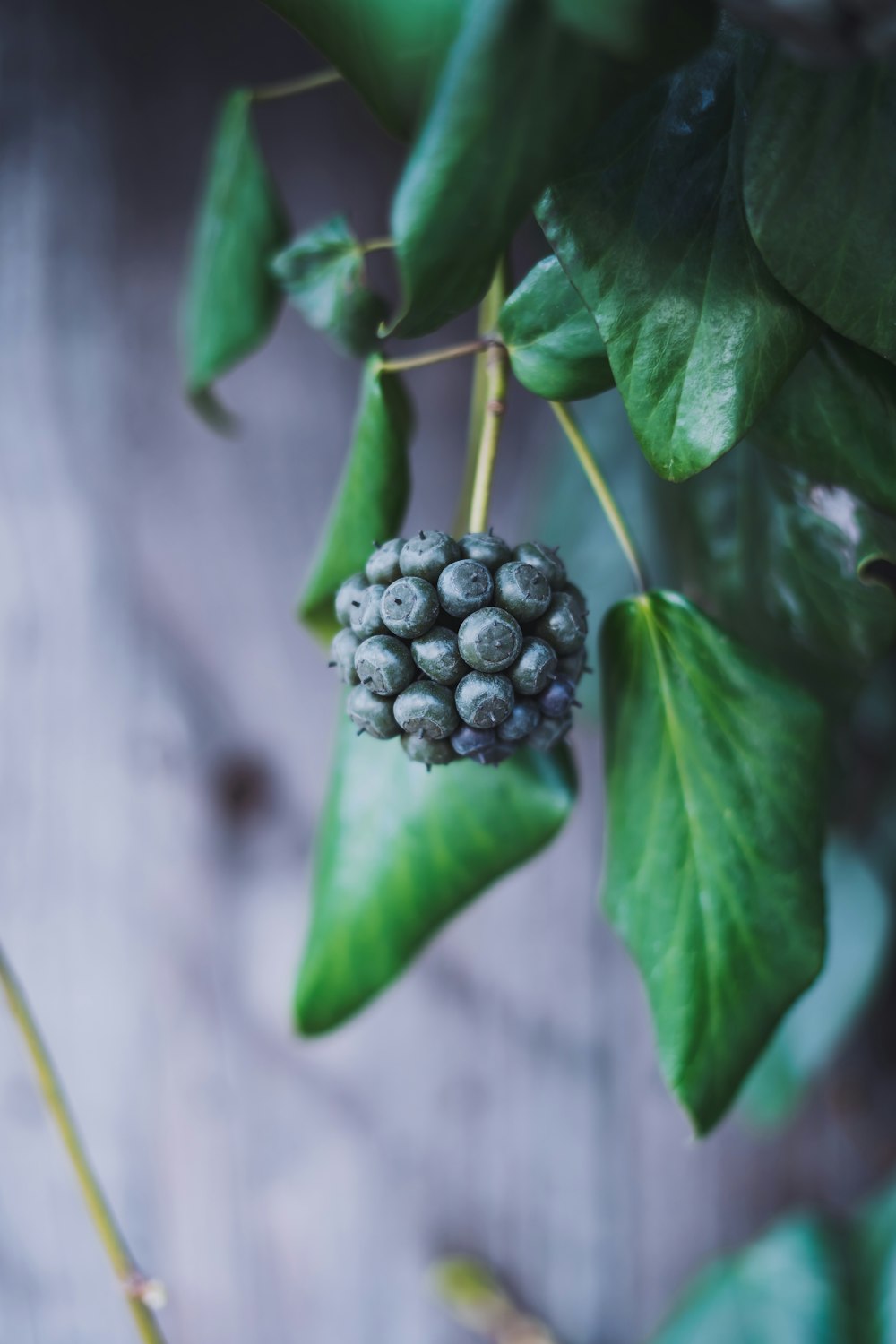 a close up of a plant with berries on it