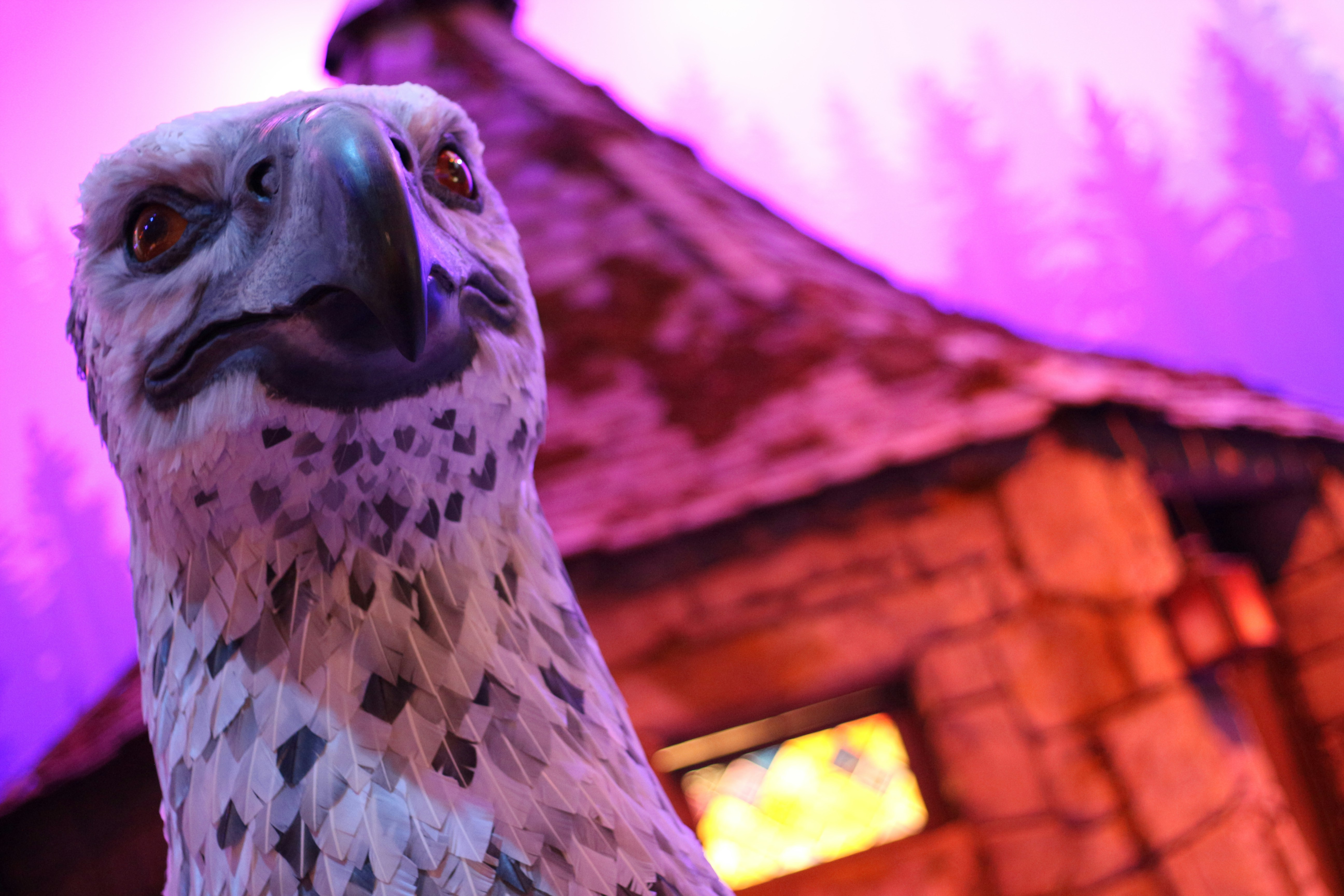 a bird with a red roof