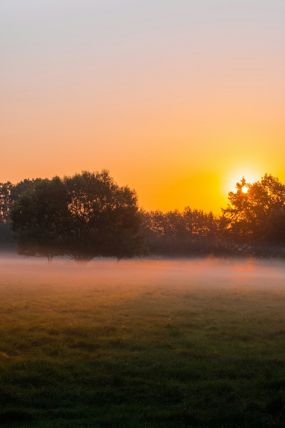 a foggy field with trees