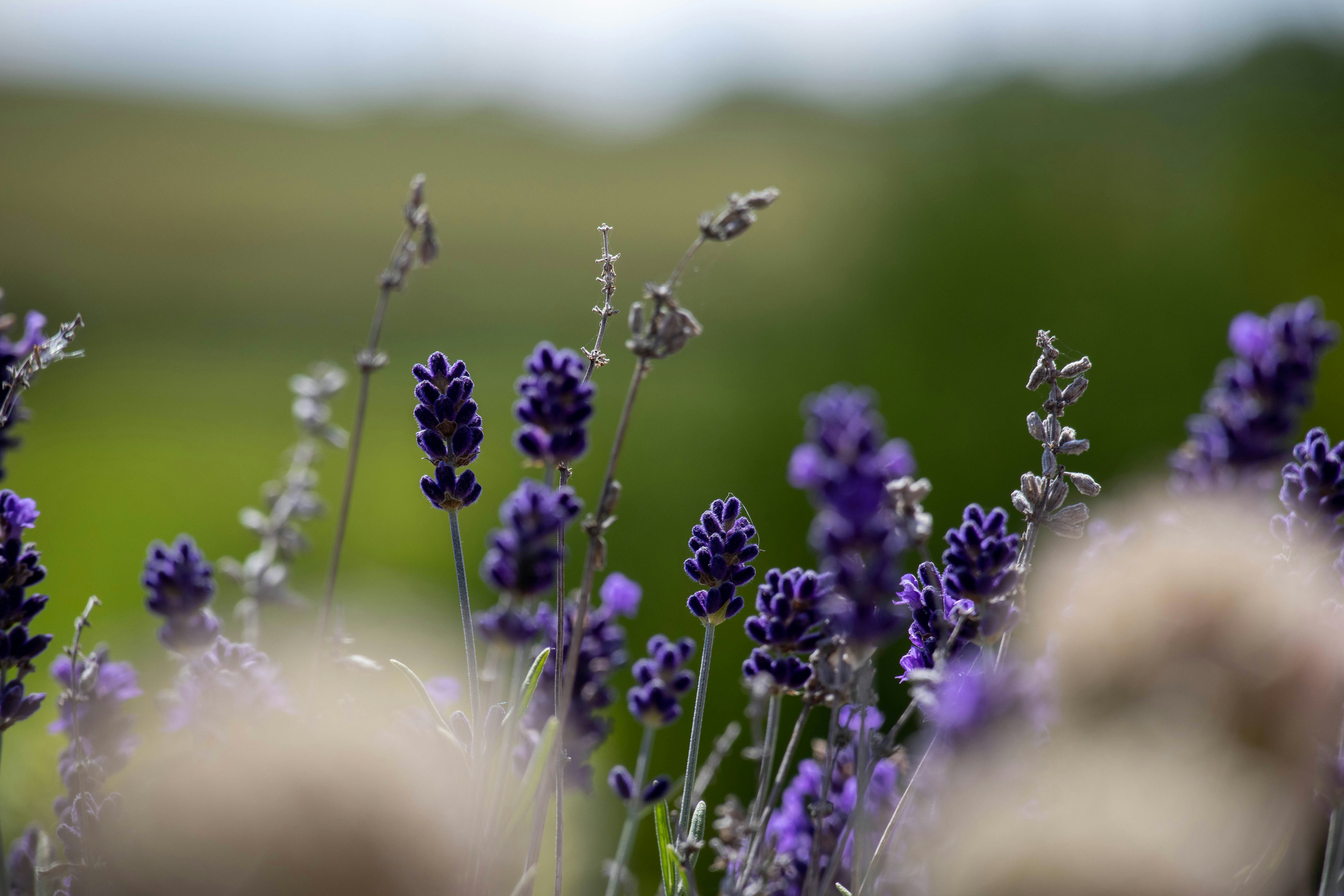 Photo by amandine_bataille_photo