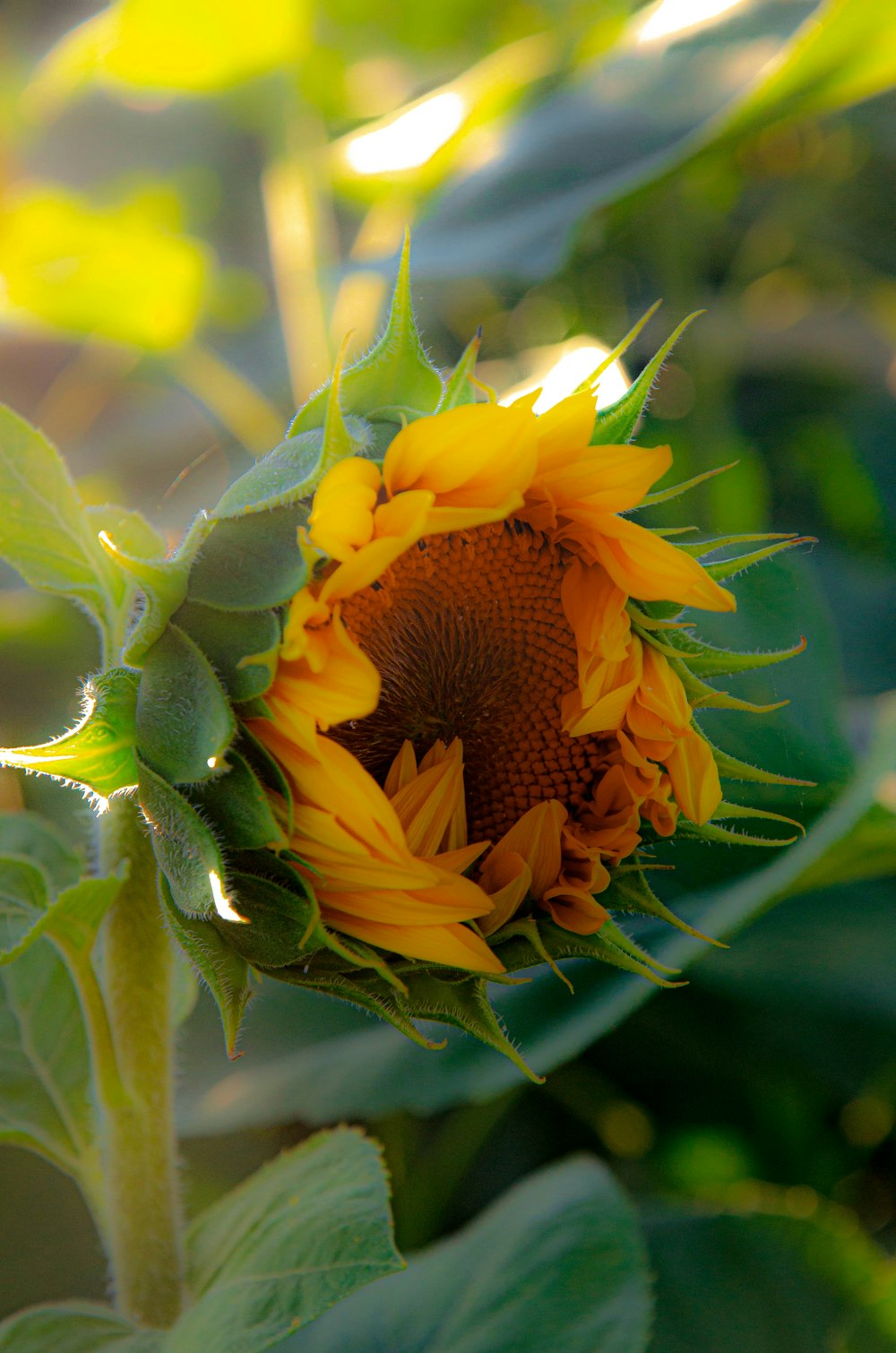 a sunflower growing on a plant