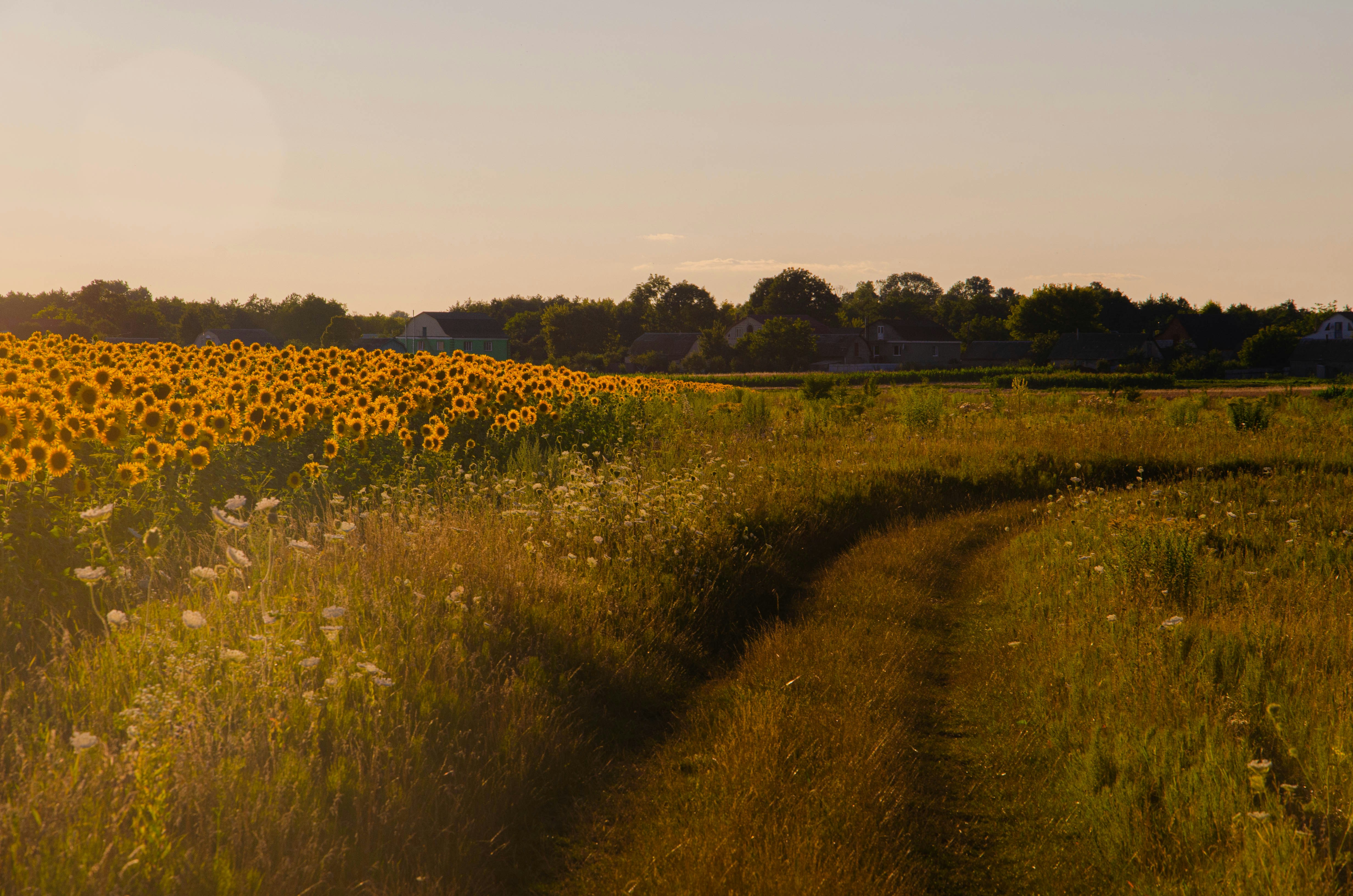 a field of flowers