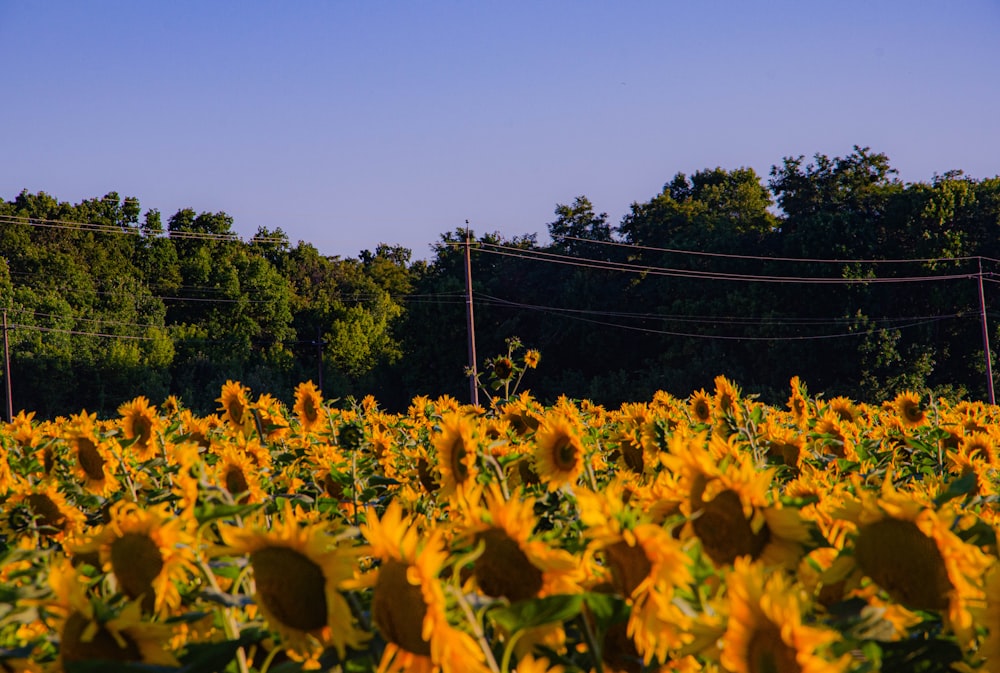 Ein Feld mit Sonnenblumen