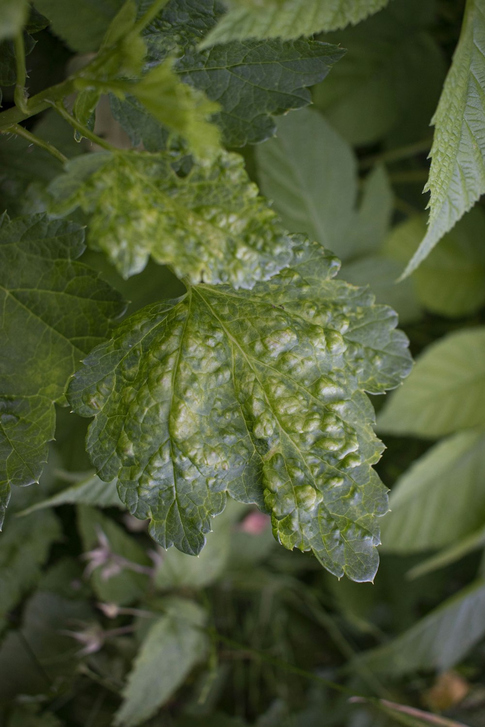 a large leafy plant