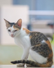 Minimalist illustration of a calm cat with orange and turquoise accents on a neutral background