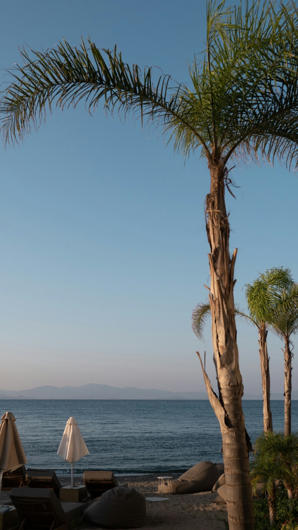 palm trees and umbrellas on a beach