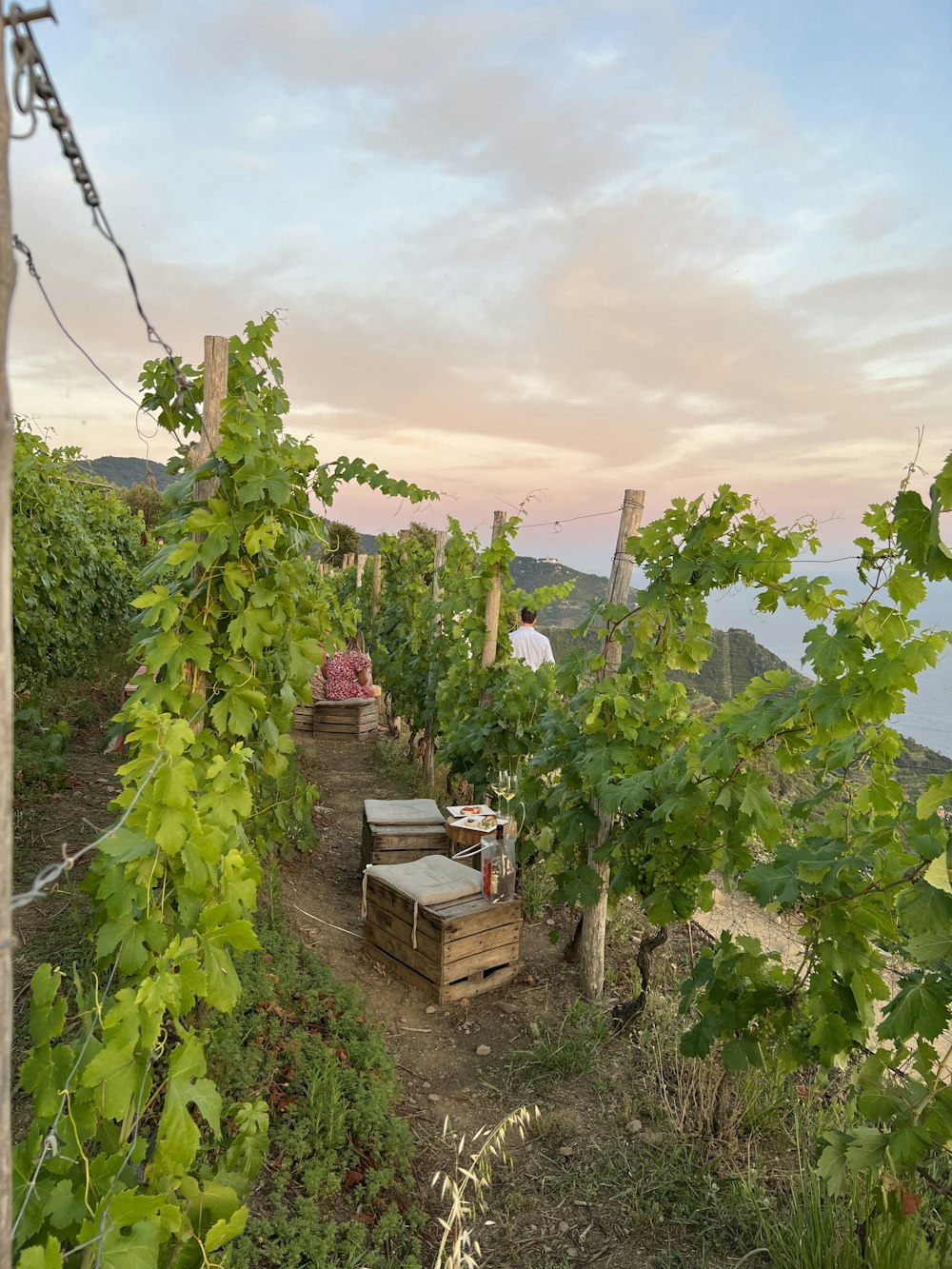 a garden with a person standing in the distance